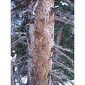 Killed Tree